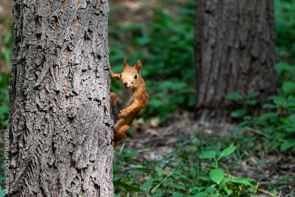 Fototapeta A mischievous  red squirrel (Sciurus vulgaris) peeks cautiously from behind a tree trunk in a lush green forest.