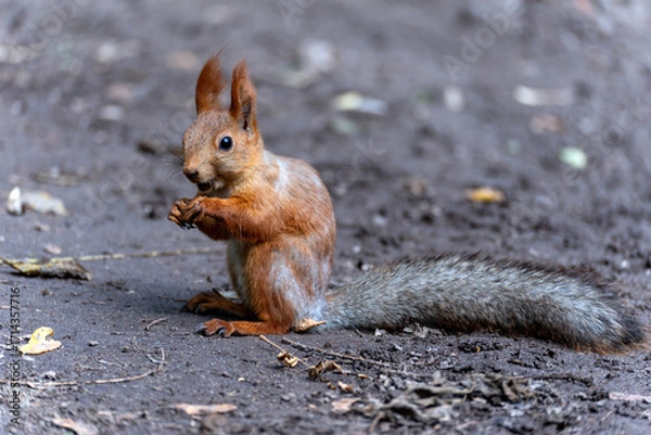 Fototapeta A charming red squirrel (Sciurus vulgaris) sits on the forest floor, holding food in its paws and appearing to eat or store it.