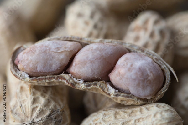 Obraz Closeup isolated peanut bean on white background