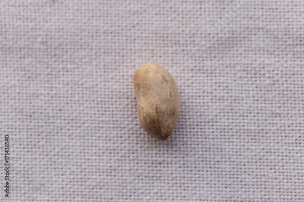 Obraz Closeup isolated peanut bean on white background