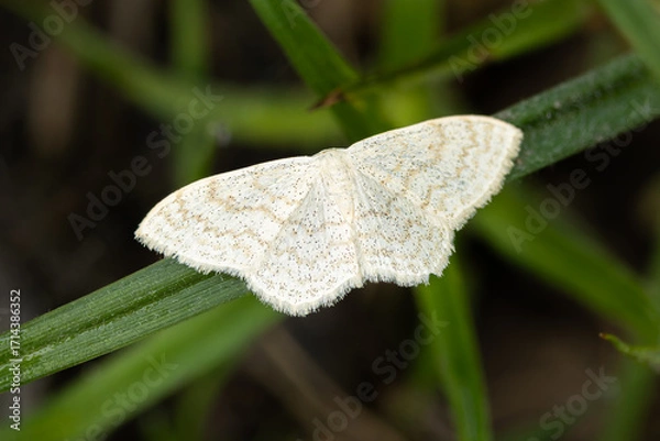 Fototapeta cream wave (Scopula floslactata) a moth of the family Geometridae