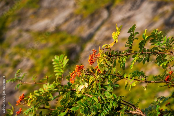 Obraz Plant Close Up
