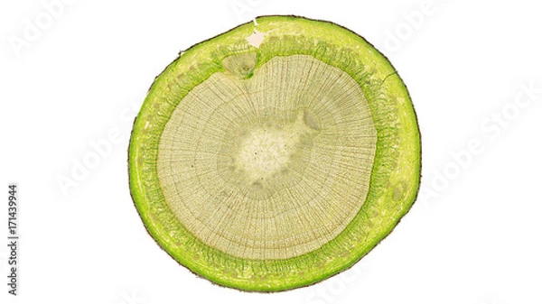 Fototapeta cross section cut of a stem under the microscope