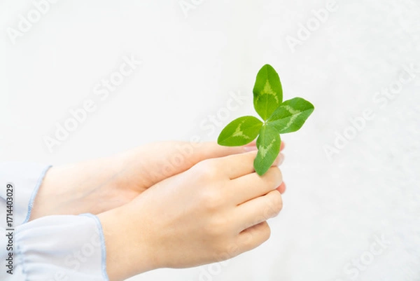 Fototapeta Child hands holding green four leaf clover on white background. Studio close up photography. Luck and nature concept. St Patrick’s Day celebration. Design for postcard, greeting card, invitation, post