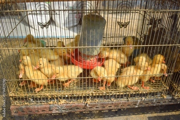 Fototapeta A group of cute ducklings in the coop
