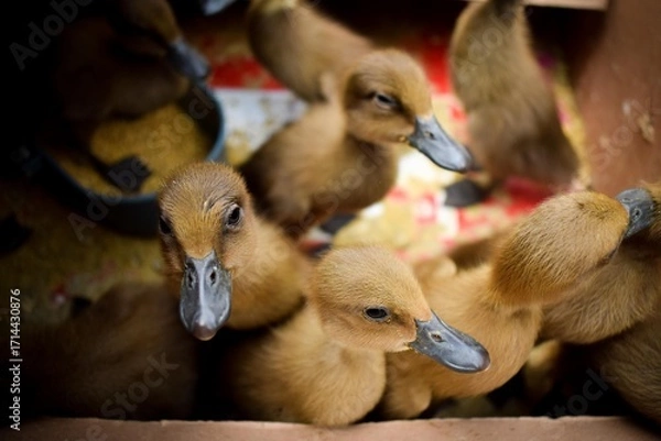 Fototapeta A group of cute ducklings in the coop