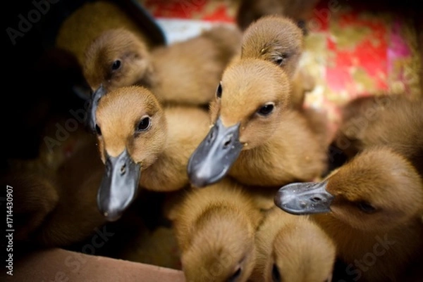 Fototapeta A group of cute ducklings in the coop