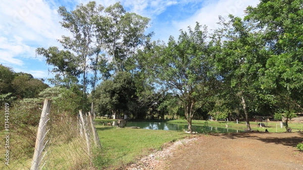 Obraz landscape with trees