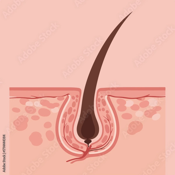 Fototapeta Illustrative image displaying a cross-section of skin with a dark brown hair follicle