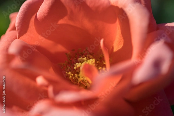 Obraz 紅色のバラの花のアップ