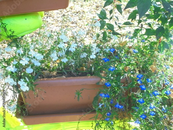 Obraz flowers in a pot