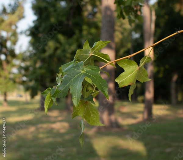 Fototapeta leaves in isolation 