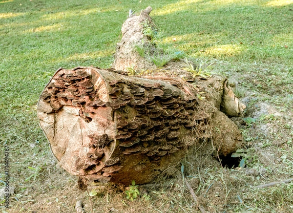 Fototapeta toppled tree stump with growth on it