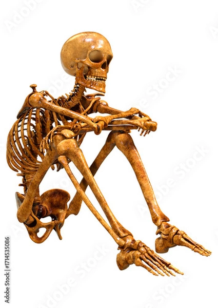 Fototapeta 3D Rendering Human Skeleton on White