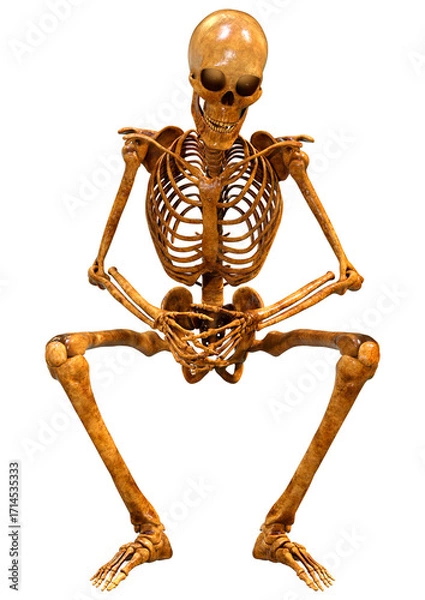 Fototapeta 3D Rendering Human Skeleton on White