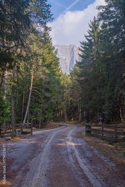 Obraz Forest trail with mountain view in the Dolomites