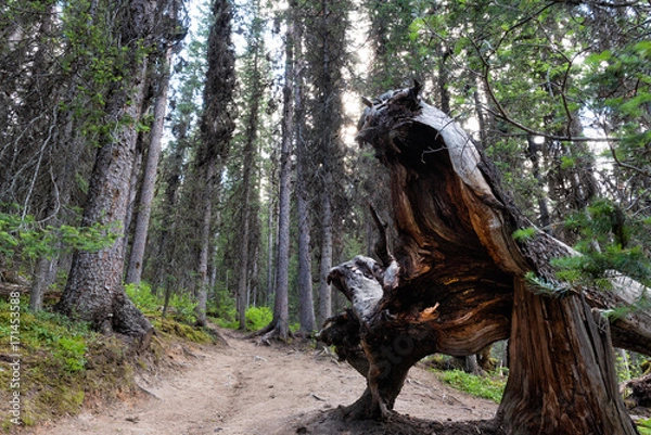 Obraz Rawson Lake Hiking Trail
