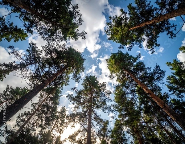 Fototapeta Looking up at tall trees in a forest