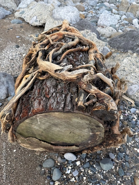 Obraz Driftwood tree log with exposed roots on rocky beach, shaped by sea and weather.
