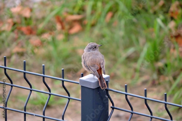 Obraz A portrait of a juvenile female common redstart sitting on a metal pole, blurred background