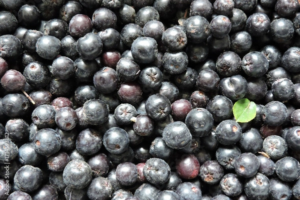 Fototapeta A close-up of fresh ripe aronia berries decorated with a green leaf