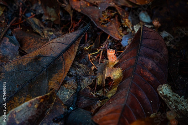 Fototapeta Close up view of vibrant red champagne mushrooms growing on decaying wood in the tropical rainforest, surrounded by greenery and damp forest floor, showcasing the beauty of biodiversity in Thailand
