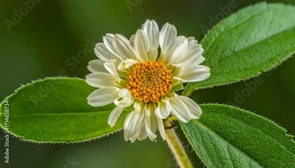 Fototapeta Close-up of a delicate white flower