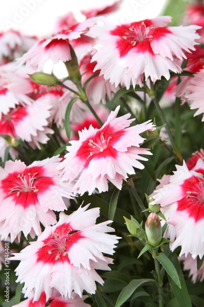 Obraz Red and white carnations