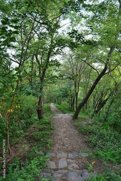 Fototapeta 나무, 경로, 네이처, green, 길거리, 공원, 경관, 산책로, 봄, 여름, 국가, 보도, 나뭇잎, 농촌, 목초, 통로, 가을, 걷다, 길, 시골, 단풍