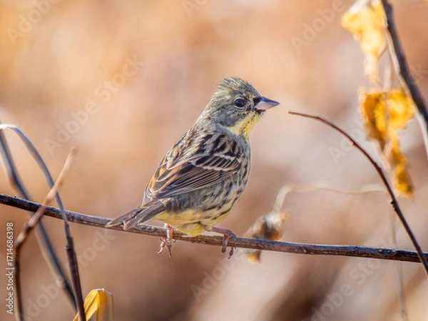 Obraz 枝にとまるアオジ