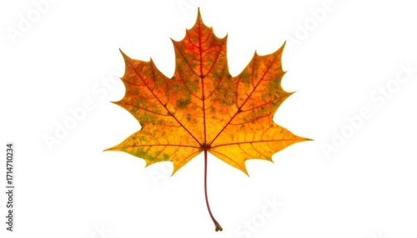 Fototapeta Vibrant autumnal maple leaf against a plain white background, showcasing rich colors and intricate venation patterns.