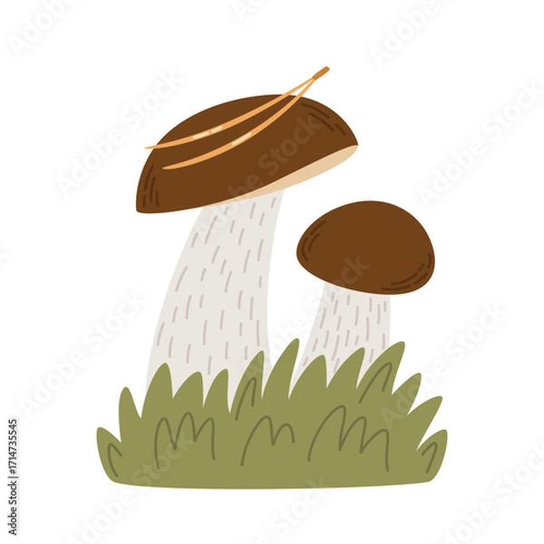 Fototapeta Boletus mushrooms. Vector illustration of fungi isolated on white background