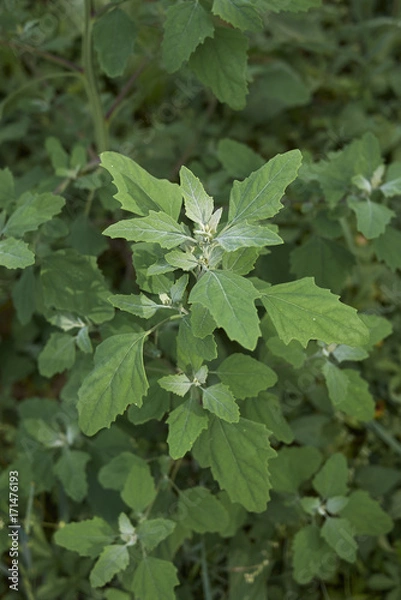 Obraz Chenopodium album