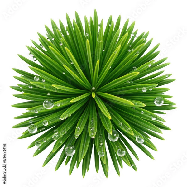 Fototapeta Close up of a green pine cone with water droplets isolated on transparent background