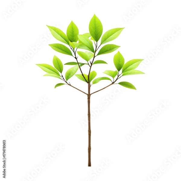 Fototapeta Small green plant with multiple leaves isolated on transparent background