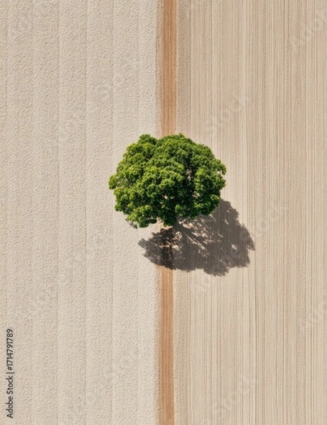 Fototapeta Solitary tree in plowed field, aerial view