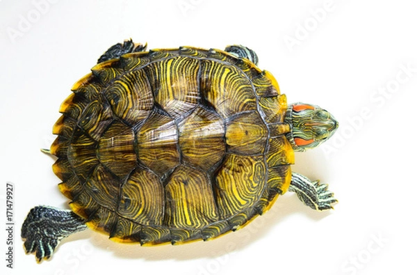 Obraz Red ear turtle isolated on white background.The view from the top.