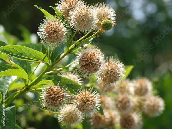 Fototapeta Seeding For Next Spring