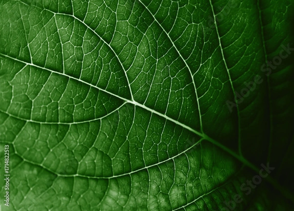 Fototapeta Close-up macro of a green leaf texture with detailed natural veins. Eco-friendly design, natural wallpaper and backgrounds. Selective focus.