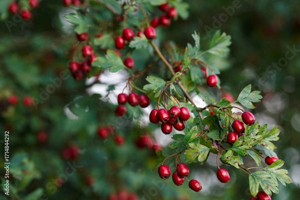 Fototapeta Hawthorn berries on branches of bush, ripe hawthorn berries in autumn time, hawthorn berries as medicinal plant concept