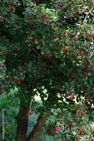 Fototapeta Hawthorn tree with ripe berries on branches,  ripe hawthorn berries in autumn time, hawthorn berries as medicinal plant concept