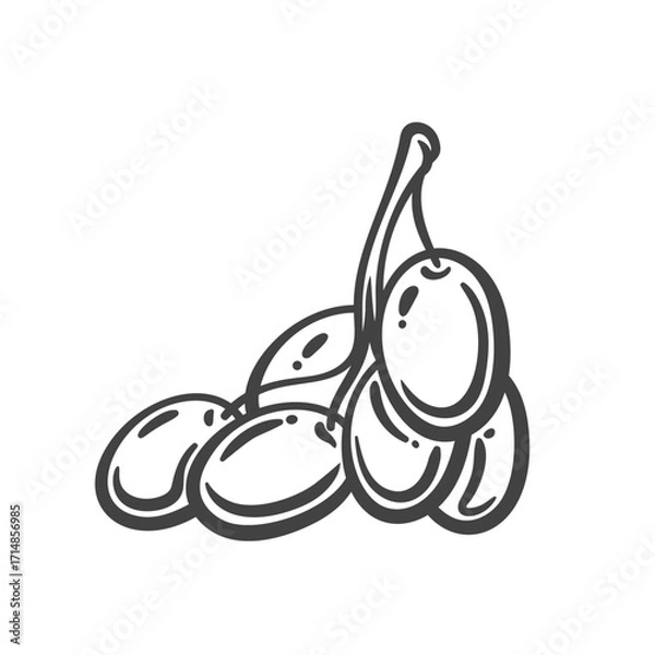 Fototapeta Small bunch of grapes with short stem in hand drawn engraving style. Outline vector illustration for wine labels, menus, packaging, or vineyard branding