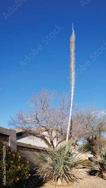 Fototapeta Xeriscaped roadside with tall and flowering Sotol inflorescence stalk (also known as Desert Spoon, Dasylirion wheeleri) against clear blue sky in Phoenix, Arizon