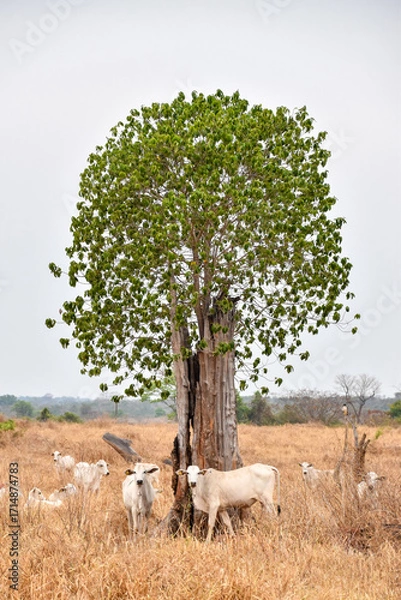 Obraz tree resprouting