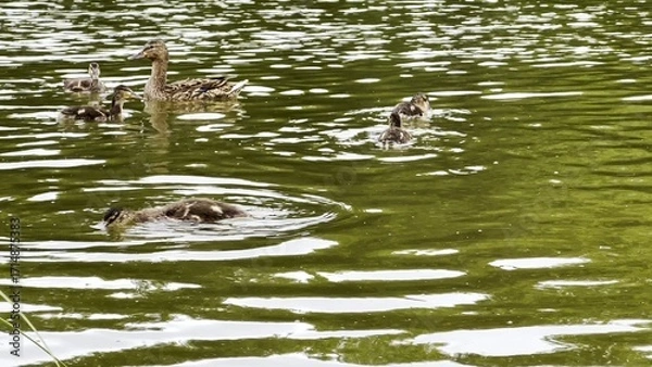 Fototapeta Mallard with ducklings floating in the lake at summer day. Mother duck with brood swimming at pond. Birds family in the nature habitat. Concept of animal wildlife. Close up Slow mo