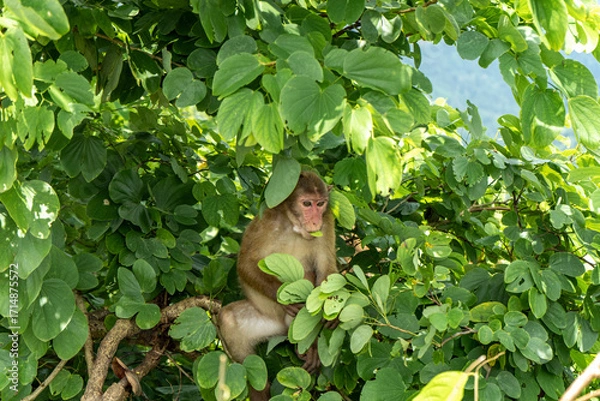 Fototapeta Mother monkey cradling infant on a tree branch at Chandranath Temple, located on top of the Chandranath Hill, is a Hindu temple located near Sitakunda, Chittagong in Bangladesh. 