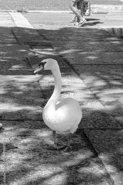 Fototapeta Mute swan (Cygnus olor) swan duck roaming Desenzano del Garda waterfront promenade in black and white