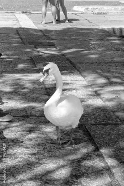Fototapeta Mute swan (Cygnus olor) swan duck roaming Desenzano del Garda waterfront promenade in black and white