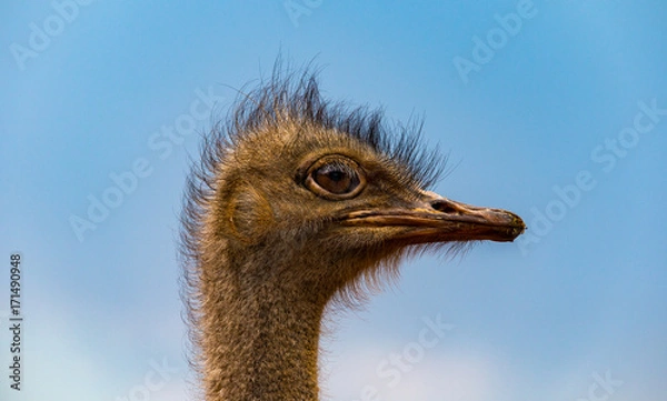 Fototapeta A close up portrait of a hairy ostrich head, it is looking into the distance with its large eyes, set against a blue sky in South Africa Ostrich Farm.