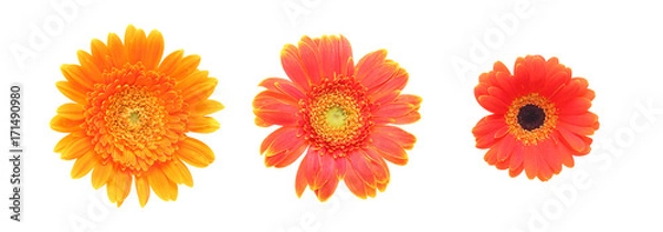 Fototapeta ガーベラ